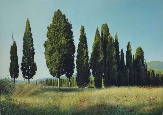 Cypresses in the morning in Chianti